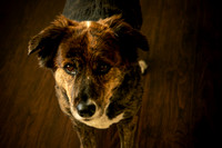 RenNewborn_016a